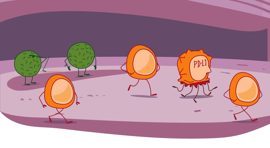 PD-L1 disguises cancer cells from your immune system to look healthy
