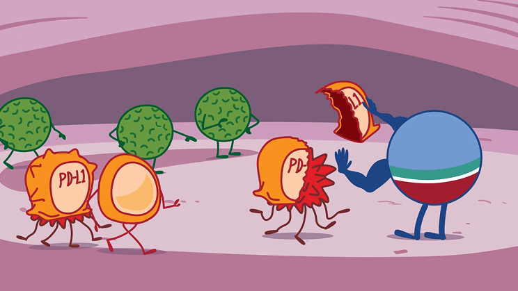 Role of IMFINZI on PD-L1 Illustration