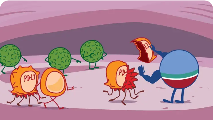 Role of IMFINZI on PD-L1 Illustration
