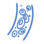 Blood Vessels Icon