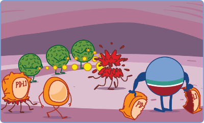 Immune system is now better able to find and attack cancer cells