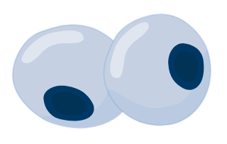 Normal, healthy cells