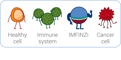 Healthy cell, immune system, IMFINZI, cancer cell