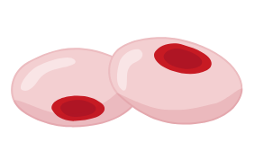 Cells of small cell lung cancer