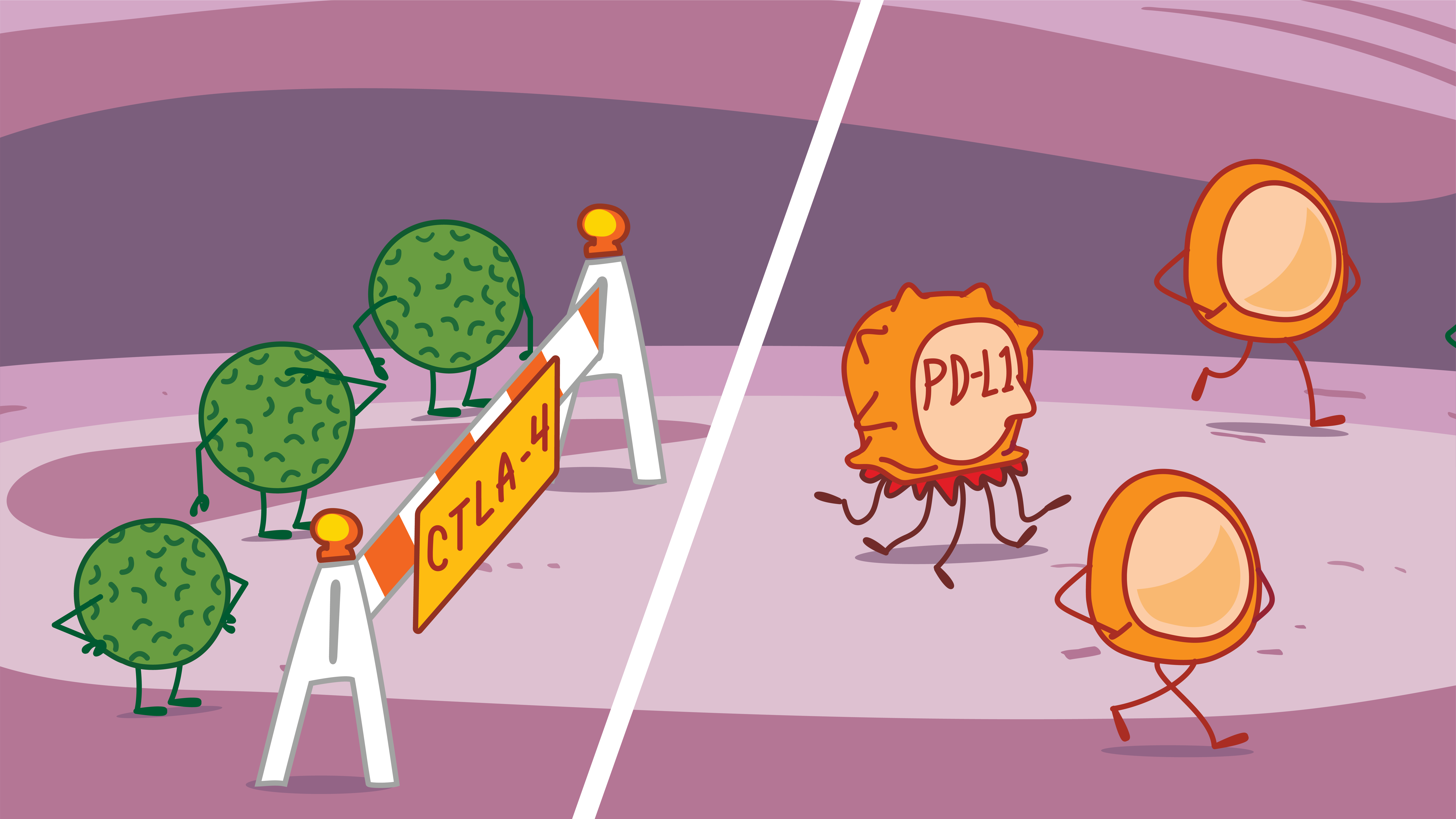 CTLA-4 and PD-L1 Process Illustration